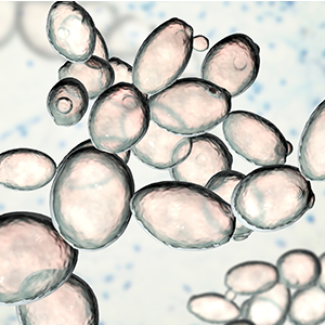 Hefe richtig verwenden