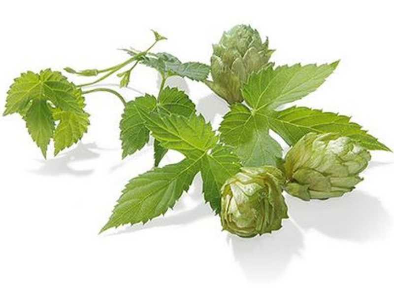 Hops Raw hops Hallertau Mittelfrüh 4% alpha 50g