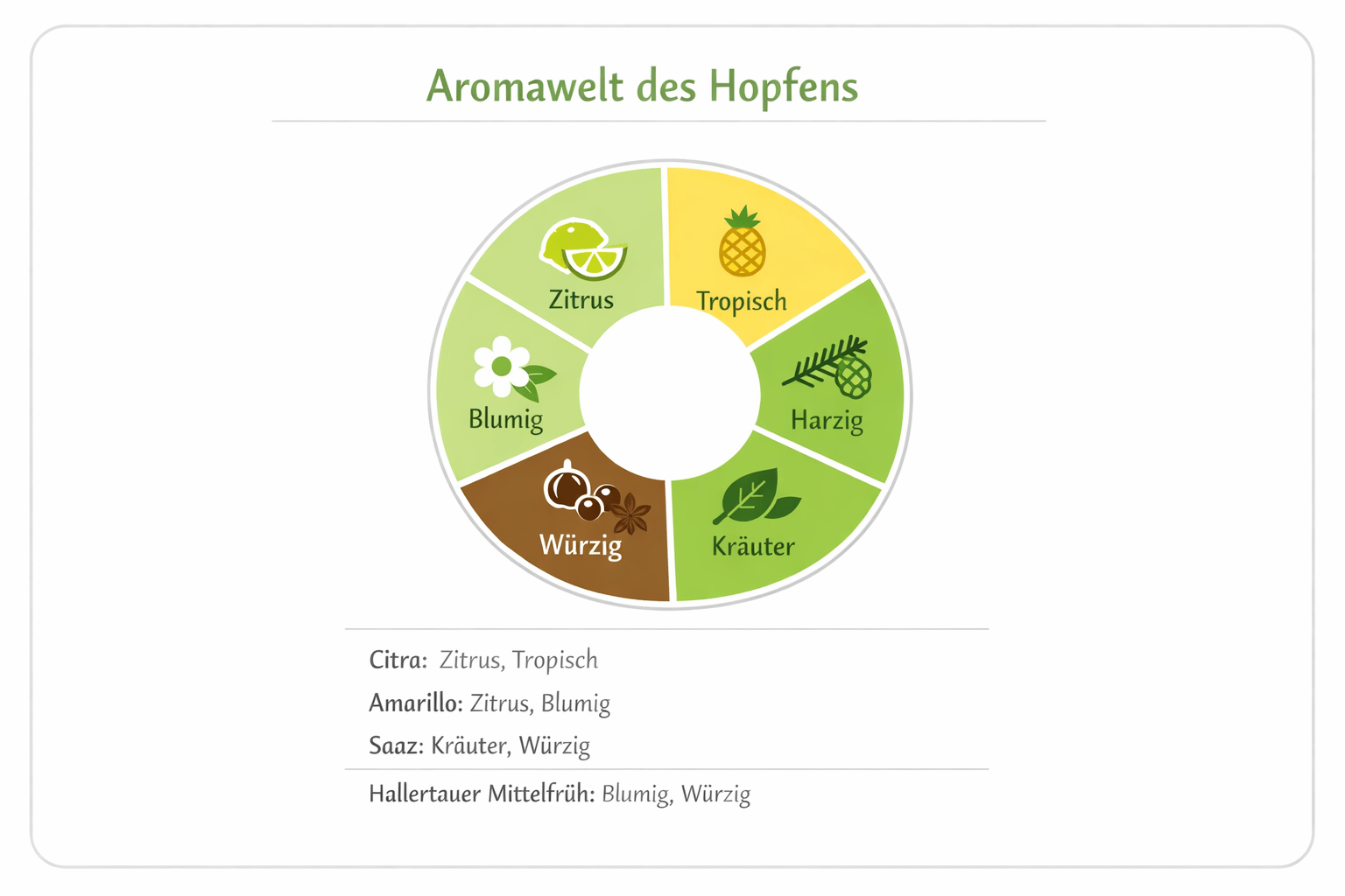 Aromawelt des Hopfens mit Zitrus Tropisch Harzig Kräuter Würzig und Blumig