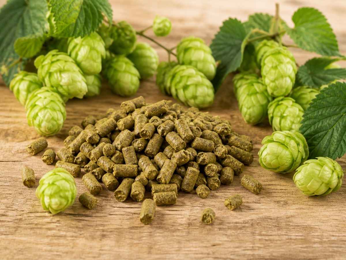 Hopfenpellets für Bier brauen mit frischen Hopfendolden für Hobbybrauer