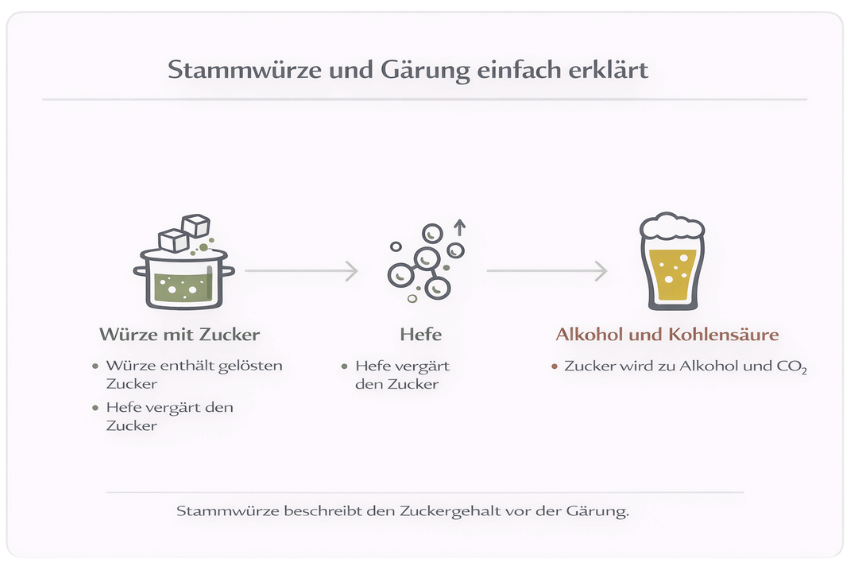 Stammwürze und Gärung einfach erklärt mit Umwandlung von Zucker durch Hefe in Alkohol und Kohlensäure